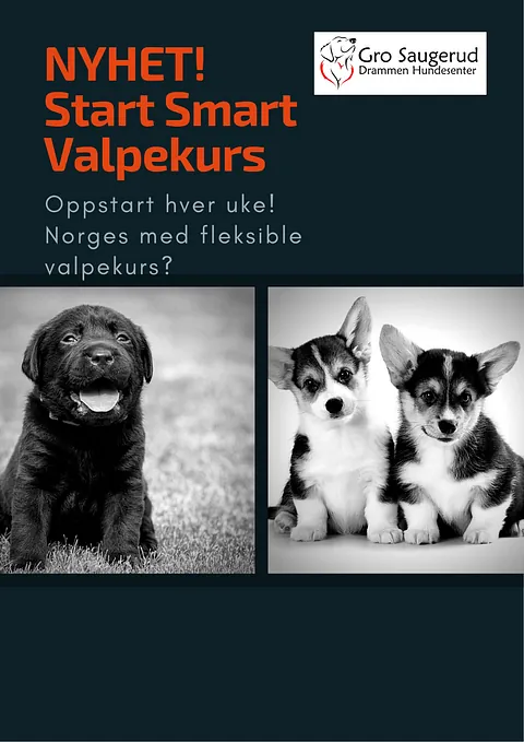 Plakat for valpekurs